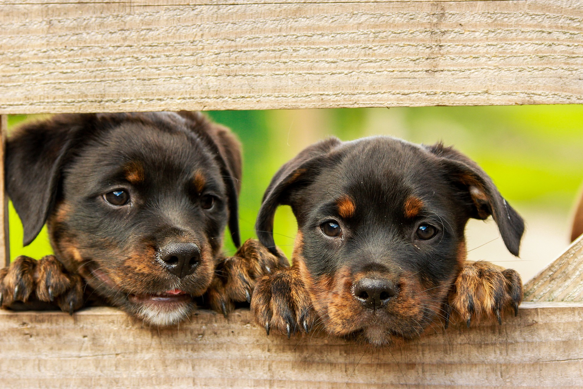 Gara affidamento servizio ricovero, custodia, cura e sostentamento cani randagi